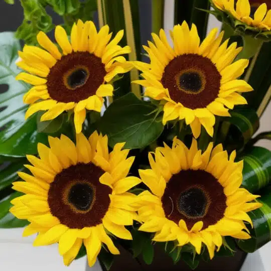 Primer plano extremo de un arreglo floral con cuatro girasoles Bengala, mostrando texturas hiperrealistas, gotas de rocío y c