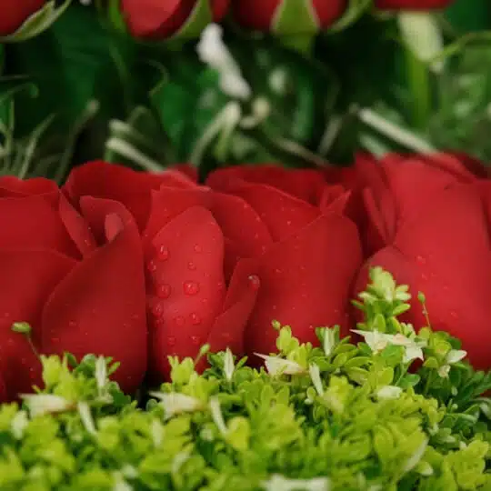 Primer plano extremo de rosas rojas vibrantes con gotas de rocío sutiles y follaje verde, destacando la textura hiperrealista