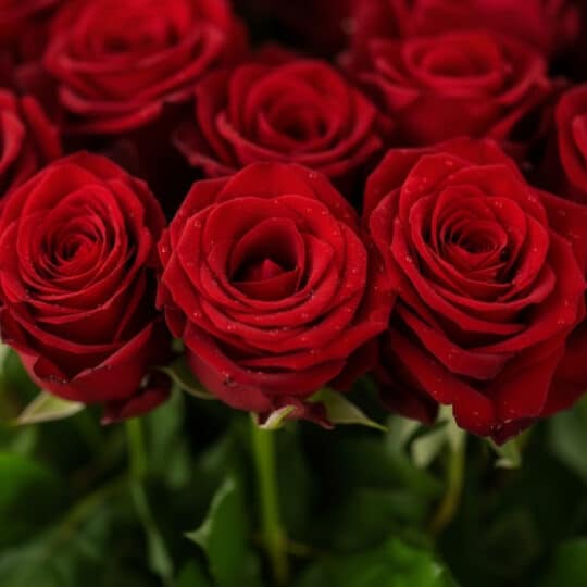 Primer plano extremo de tres rosas rojas vibrantes con gotas de rocío, mostrando texturas hiperrealistas y frescura. Fondo de