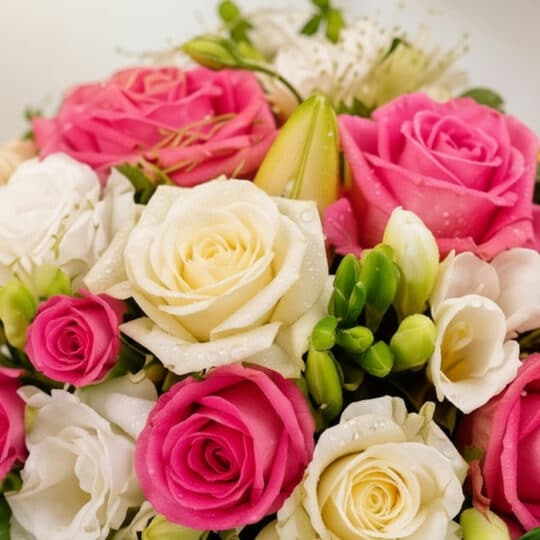 Primer plano extremo de un bouquet de rosas rosadas y blancas LARAINA con gotas de rocío, destacando texturas hiperrealistas