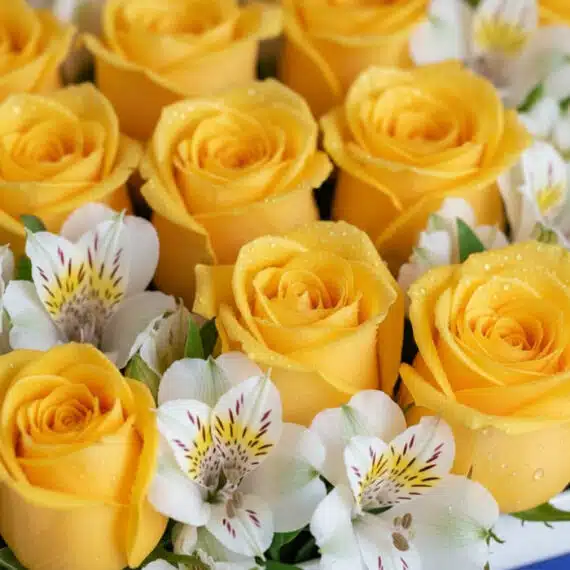 Primer plano extremo de rosas amarillas vibrantes con gotas de rocío y alstroemerias blancas, destacando la textura hiperreal