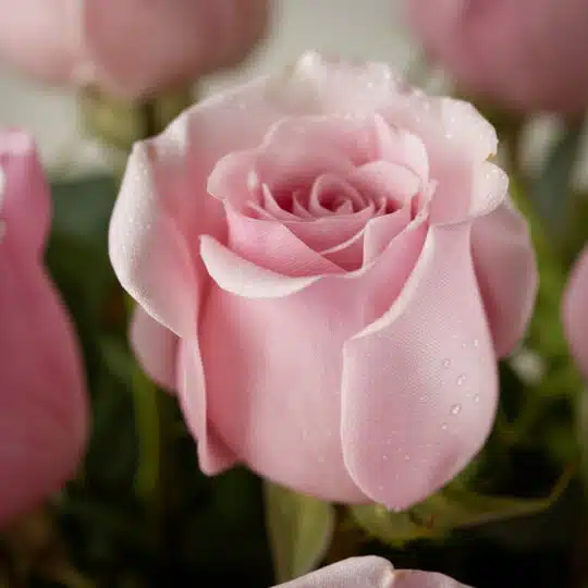 Primer plano extremo de una rosa rosada con textura hiperrealista y sutiles gotas de rocío, destacando su frescura y color vi