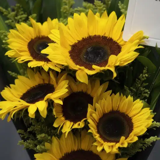 Primer plano extremo de un ramillete de girasoles vibrantes con gotas de rocío, mostrando texturas hiperrealistas y luz natur