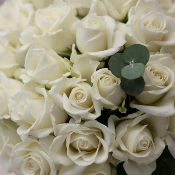 Primer plano extremo de un ramo JACOBELLA de 60 rosas blancas con gotas de rocío, destacando la textura hiperrealista y una h