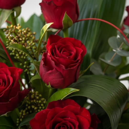 Primer plano extremo de un arreglo floral Solitario ROSETTA con seis rosas rojas vibrantes, hojas verdes y sutiles gotas de r