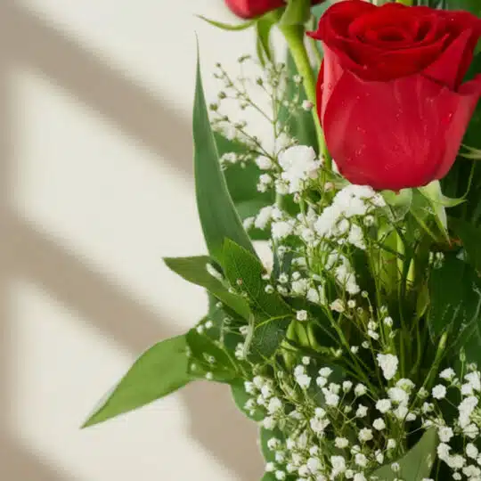 Primer plano extremo de un Solitario con Rosas Marilyn, mostrando pétalos rojos vibrantes con gotas de rocío, hojas verdes y